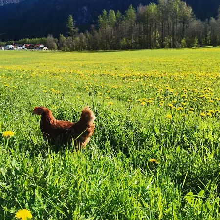 Honzarhof Appartement Längenfeld