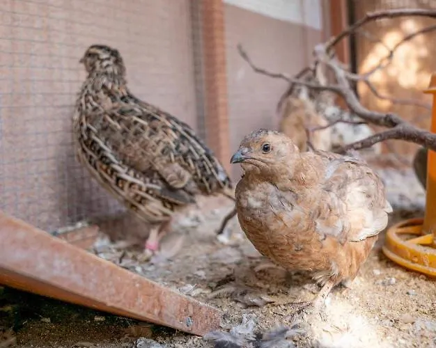 Honzarhof Lejlighed Längenfeld