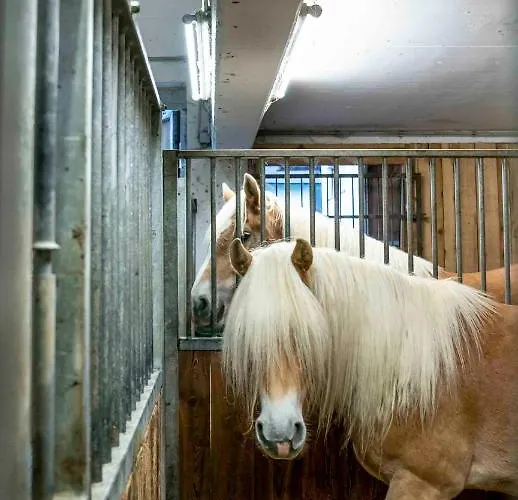 Honzarhof Lejlighed *