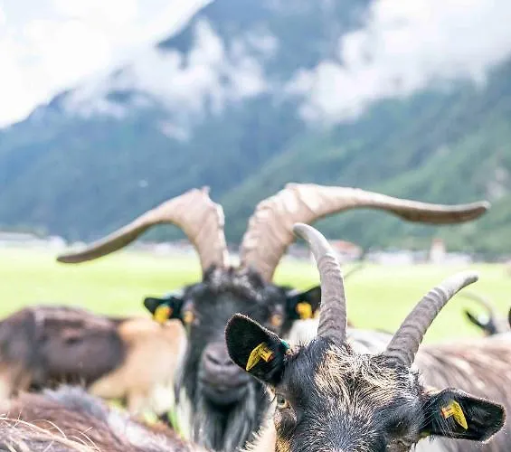 Honzarhof * Längenfeld