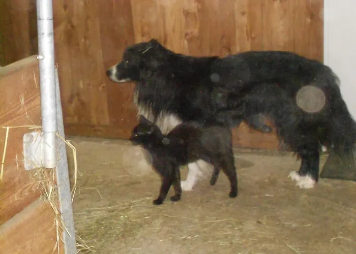 Honzarhof Lejlighed Längenfeld