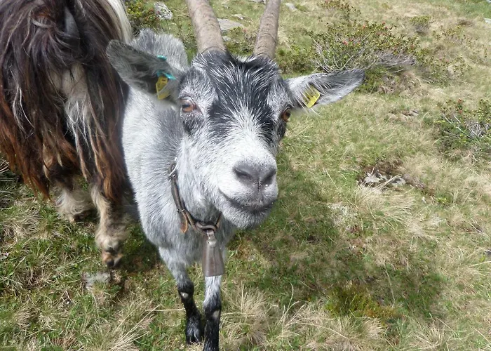 Honzarhof Apartment Längenfeld